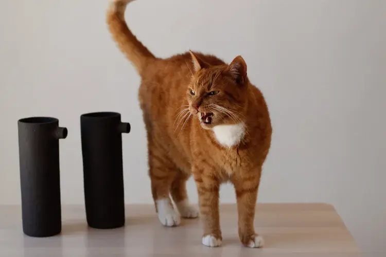 Close-up of seagull jug spout and rim