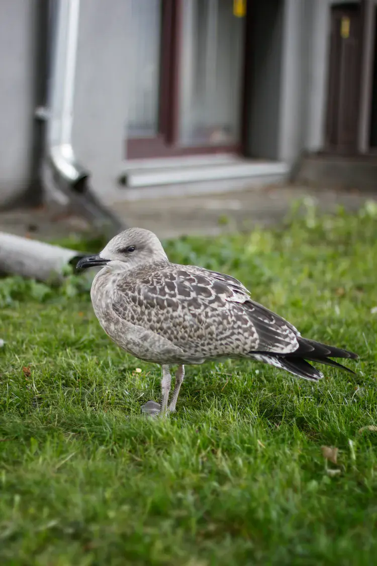 Large seagull jug with generous pour spout